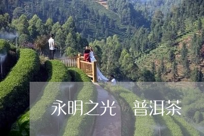 永明之光 普洱茶/2023041378484